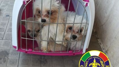 Il cucciolo è bellissimo e quasi gratis: da Rimini allarme per le truffe online legate a cani e gatti