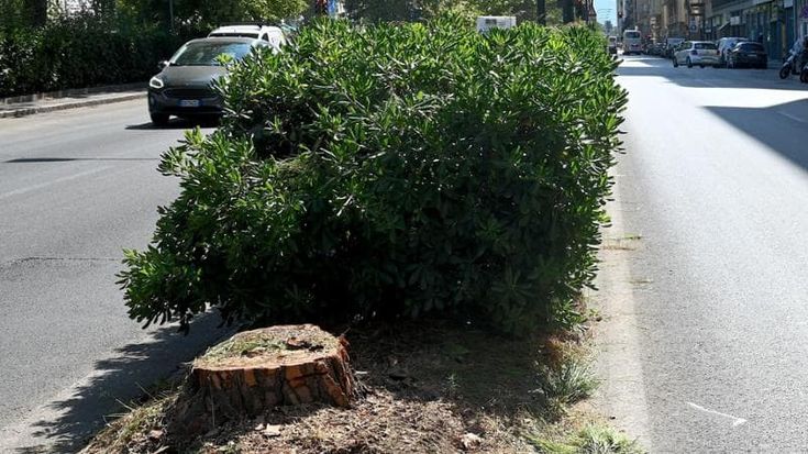 Tagliati altri 13 pini in viale Redi. Il Comune: “È per la sicurezza”. Italia Nostra all’attacco