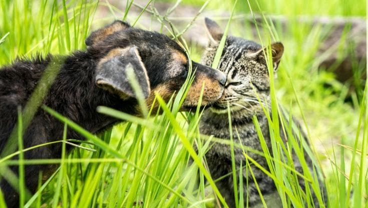 Cani e gatti, come scegliere l’antiparassitario giusto