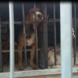 Roma, la denuncia di Earth: "Beagle in gabbia senz'acqua e con scotch sul muso per non abbaiare"
