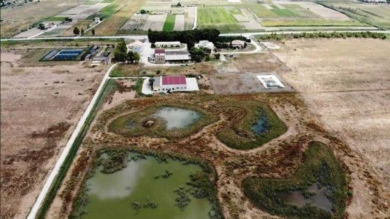 Manfredonia, nasce un centro per le anatre: specchi d'acqua e sentieri per poterle ammirare