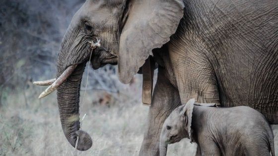 Tra 25 anni gli elefanti spariranno dall'Africa