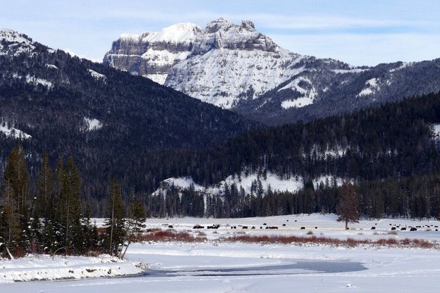 Neve, che spettacolo: nel parco di Yellowstone tra volpi, bisonti e coyote