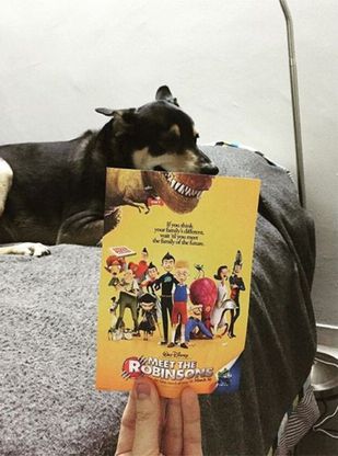 Animali da locandina, i mash-up trasformano i cuccioli in star del cinema