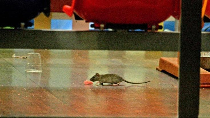 Invasione di topi al Palagiustizia, esche piazzate per liberarsene