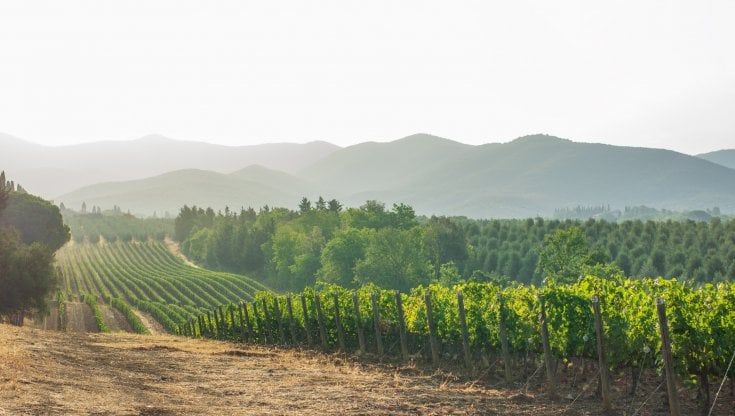 Vino, Uiv: in venti anni cala il numero di aziende, ma sono più strutturate
