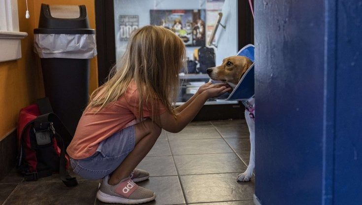 4.000 beagle in cerca di casa negli Usa, erano destinati ad essere cavie
