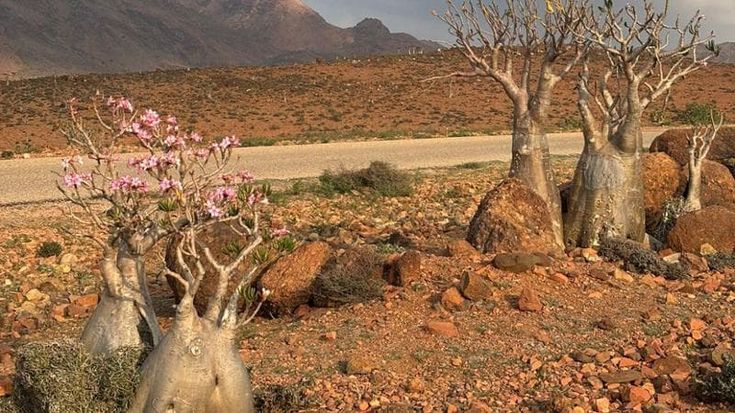 Yemen, i turisti italiani bloccati a Socotra: “Stiamo bene, ma non abbiamo idea di quando torneremo”