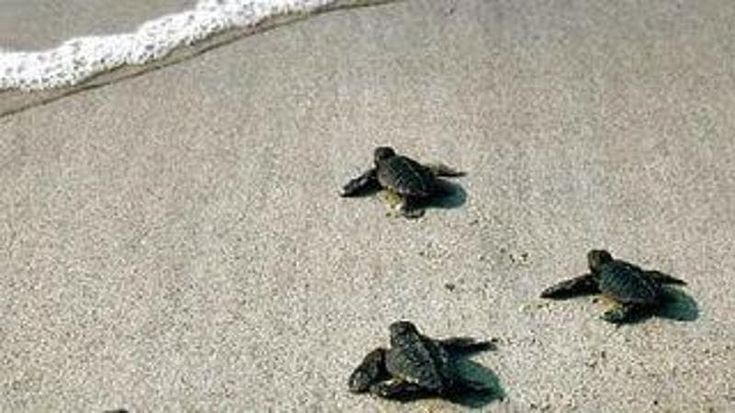 Nidi di Caretta caretta, è record di ritrovamenti in Toscana