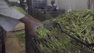 Vite ai margini/3 - Mani d’oro, storie di braccianti sfuggiti alla schiavitù