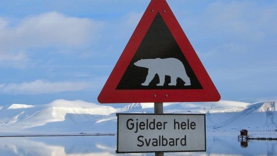 Svalbard, 38enne ucciso da orso polare in un campeggio