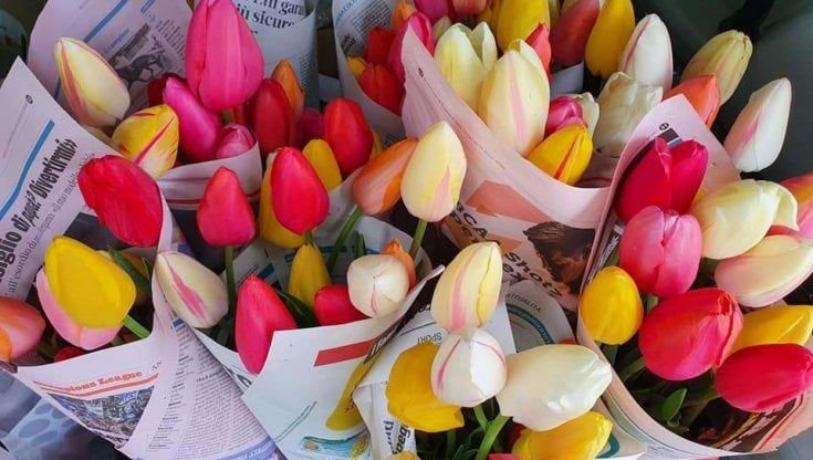 Nonostante la zona rossa, i tulipani continuano a colorare le case dei milanesi