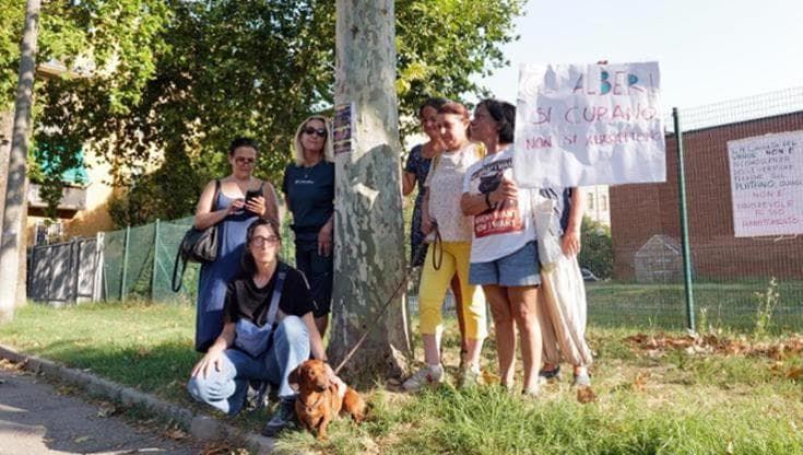 La battaglia del platano non si placa: “Sbagliato che le perizie siano di chi fa gli abbattimenti”
