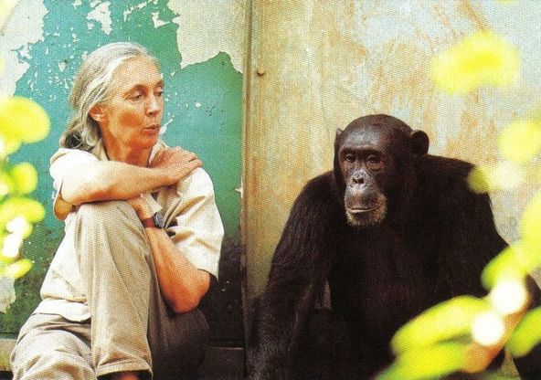 La giornata mondiale dello scimpanzé