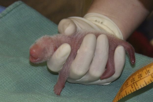 Washington, il panda gigante Mei Xiang dà alla luce due cuccioli