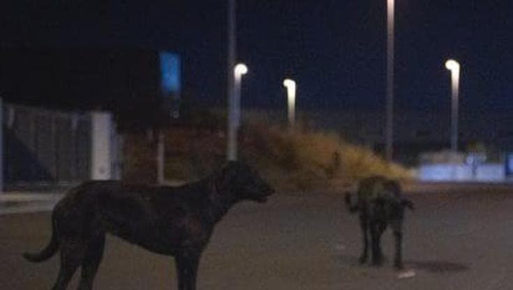 Bari, bimba di 6 anni azzannata da un cane randagio: è in Rianimazione al Policlinico