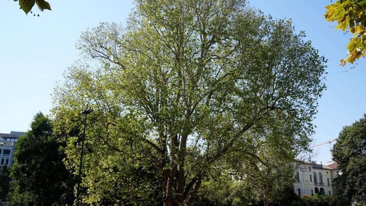 Giganti verdi sotto tutela: dove sono i sei nuovi alberi monumentali di Milano