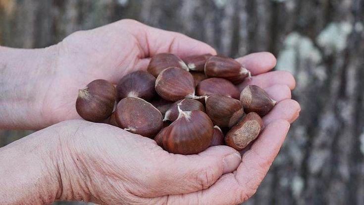 Dal bosco alla cucina, a Terra madre si incoronano i custodi delle castagne
