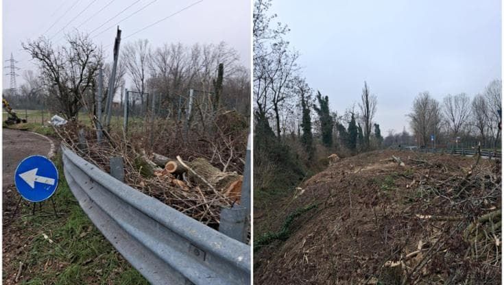 L’allarme degli ambientalisti: “Taglio di alberi in corso in via Romita”