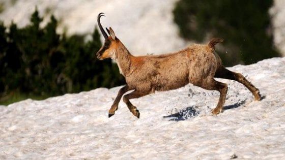 Così il camoscio appennico ha sconfitto l'estinzione