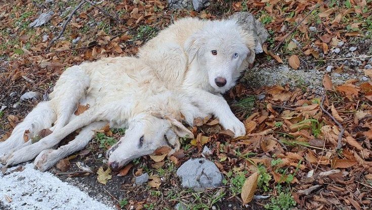 Natale in strada a Ravello con la sorella morta, ora la cagnolina Nebbia cerca casa