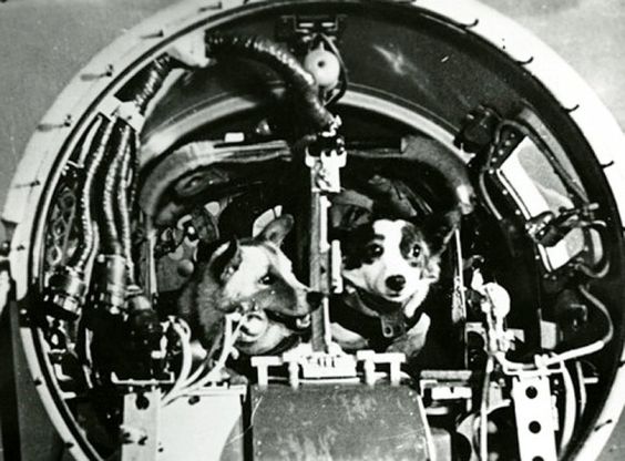  Belka e Strelka, i cani "astronauti" che aprirono all'uomo la strada dello spazio