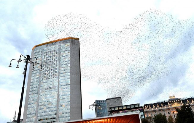 Un cuore nel cielo di Milano, è la danza degli uccelli