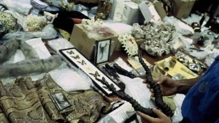 Pelli di coccodrillo, pitone e varano: sventato a Fiumicino traffico illegale per brand di lusso