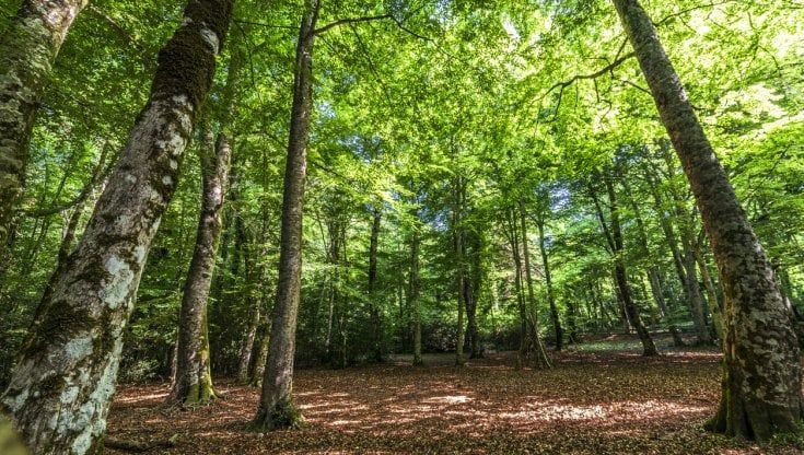Rossi (Ccc): "Cop 15, obiettivi ambiziosi sulla biodiversità. Ma difficili da raggiungere"
