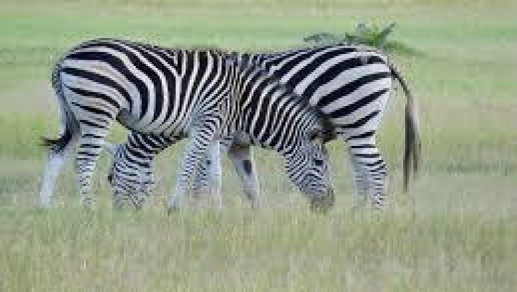 Usa, dopo una fuga di mesi riprese due zebre scappate da un allevamento
