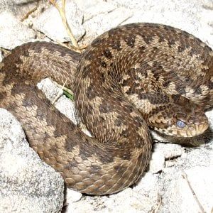 Biella: bambina morsa due volte da una vipera durante un'escursione: è molto grave