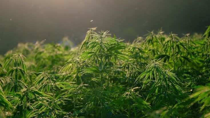 Ecco perché le coltivazioni illegali di cannabis minacciano la fauna selvatica