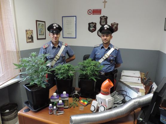 Pavia, blitz nella serra della <span class="gwt-InlineHTML kpm3-ContentLabel">marijuana con i fertilizzanti<br /></span>