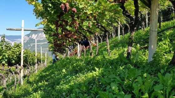 Vendemmia, in Cavit la tecnologia affianca la tradizione