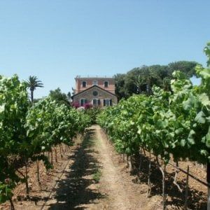 Campari cede i vini fermi italiani: venduti Sella&Mosca e Teruzzi&Puthod