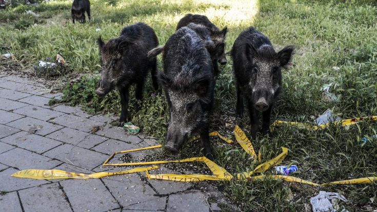 Roma e i cinghiali "ladri", nuovo simbolo del degrado della Capitale