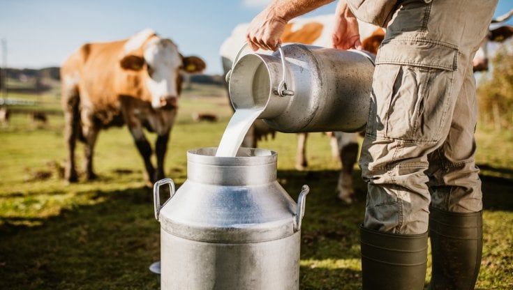 Il distretto produttivo di latte vaccino sardo chiede misure economiche urgenti per scongiurare la crisi