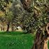 L’Albero Bello e l’uliveto storico: Villa Adriana riscopre i suoi tesori agricoli