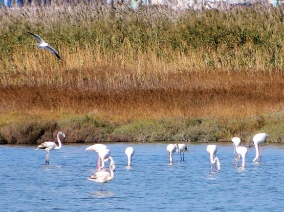 I fenicotteri rosa tornano a Brindisi: c'è vita oltre i veleni di Cerano e Petrolchimico 