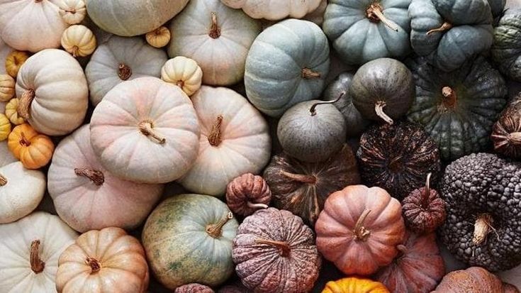 Hokkaido, Delica e Musquee: tutte le varietà di zucca coltivate in Sicilia