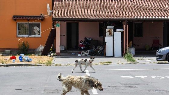 Nel Cara di Mineo chiuso rimangono 117 cani, appello di Salvini: "Adottateli"