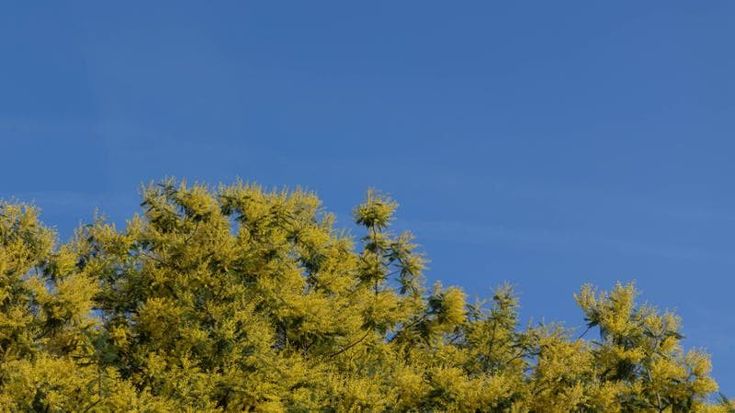 Otto Marzo nel Ponente, teatro, musica e letteratura