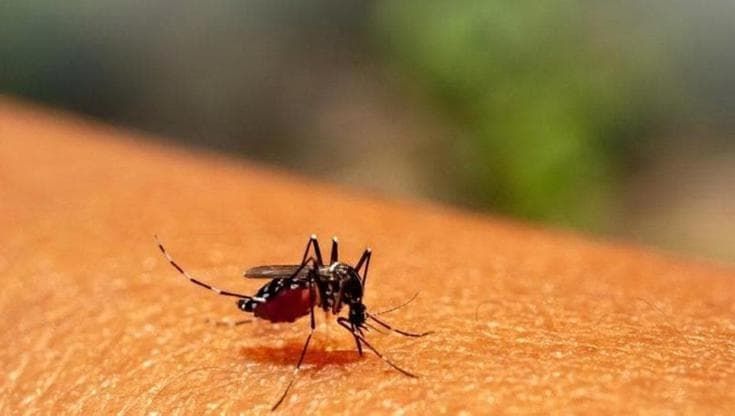 Virus Chikungunya, due casi accertati a Bari. Ordinanza del sindaco: “Evitare i ristagni d’acqua”
