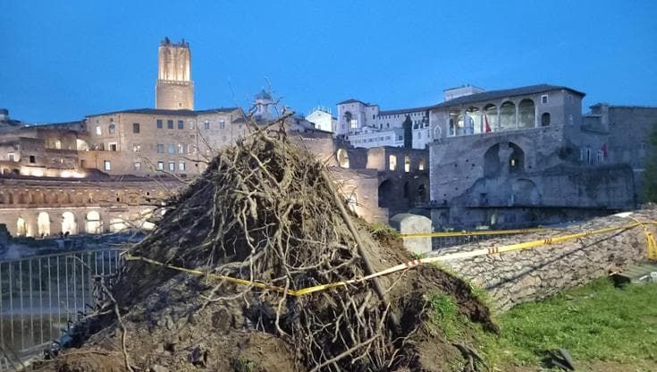 Potature di alberi in città, le associazioni: “Tagli indiscriminati”. Le linee guida