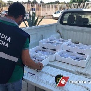 Brindisi, pesce sottomisura e reti per lo "strascico" sequestrati dalla Capitaneria