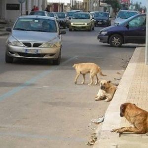 Castelvetrano, cani randagi sbranano gregge di pecore