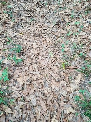 C'è un serpente tra le foglie. Riuscite a trovarlo? Mettetevi alla prova