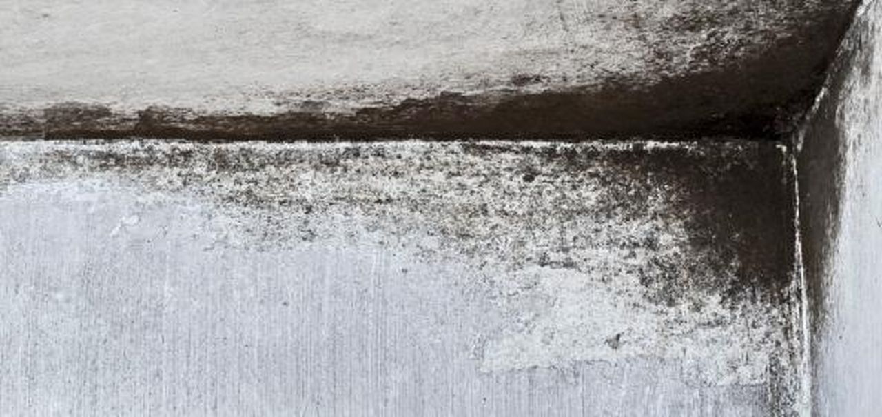 rimedi naturali contro le muffe sulle