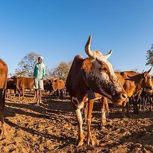 Zimbabwe in pressing sulle banche. "Ok alle mucche come garanzia sui prestiti"