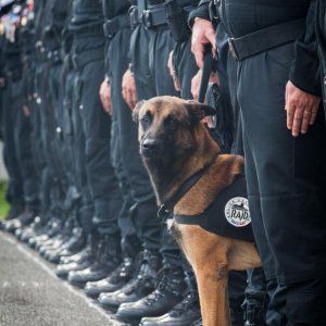 Diesel, il cane poliziotto ucciso a St.Denis. "E' andato a morire tra le braccia del suo padrone"
